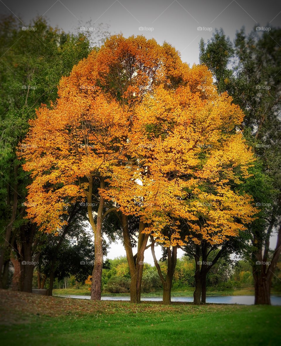 Fall in Québec 