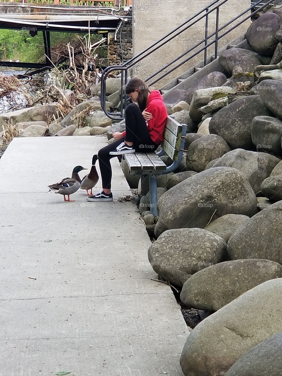 Curious ducks of spring, no fear up and close to teen girl on bench enjoying river view downtown Gatlinburg,  Tennessee.