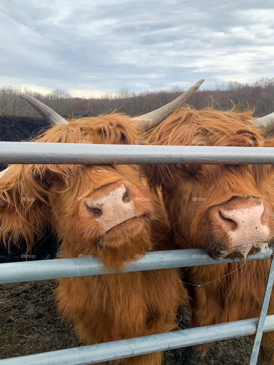 Orange highland cows with horns, farm, farm animals, fluffy cows, agriculture