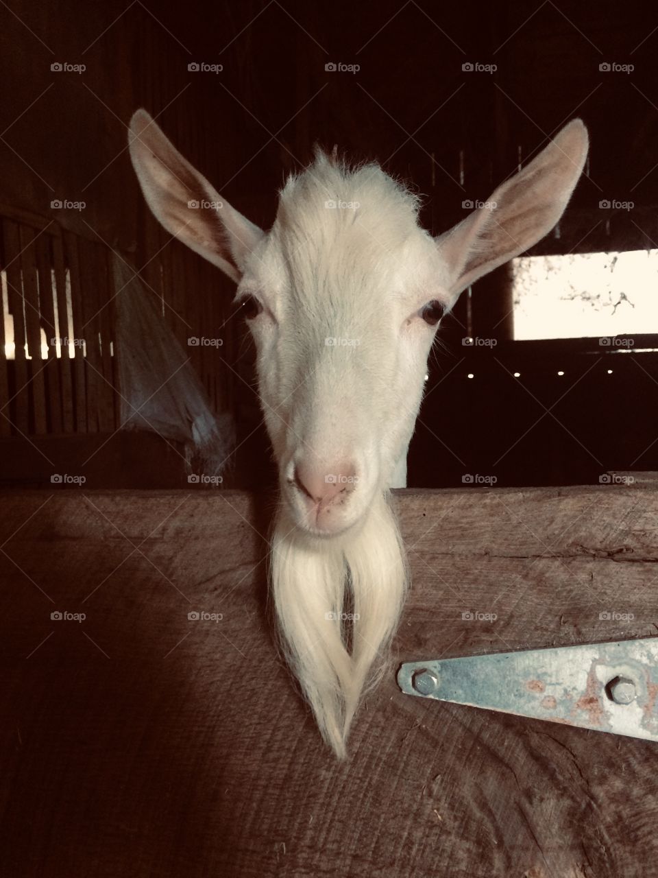 A white goat’s head peeking out over a barn door