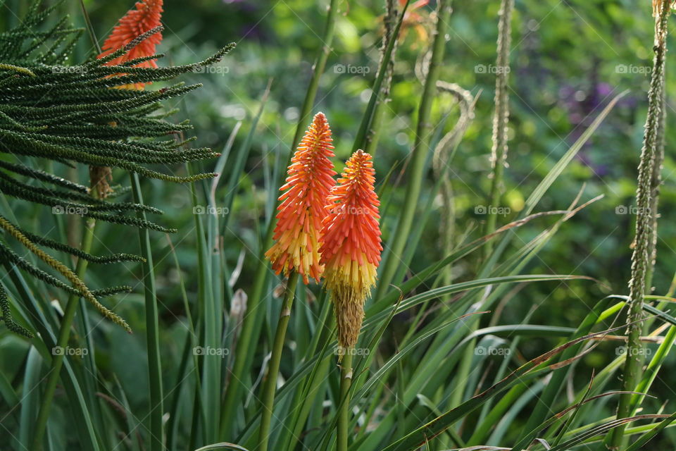 kniphofia