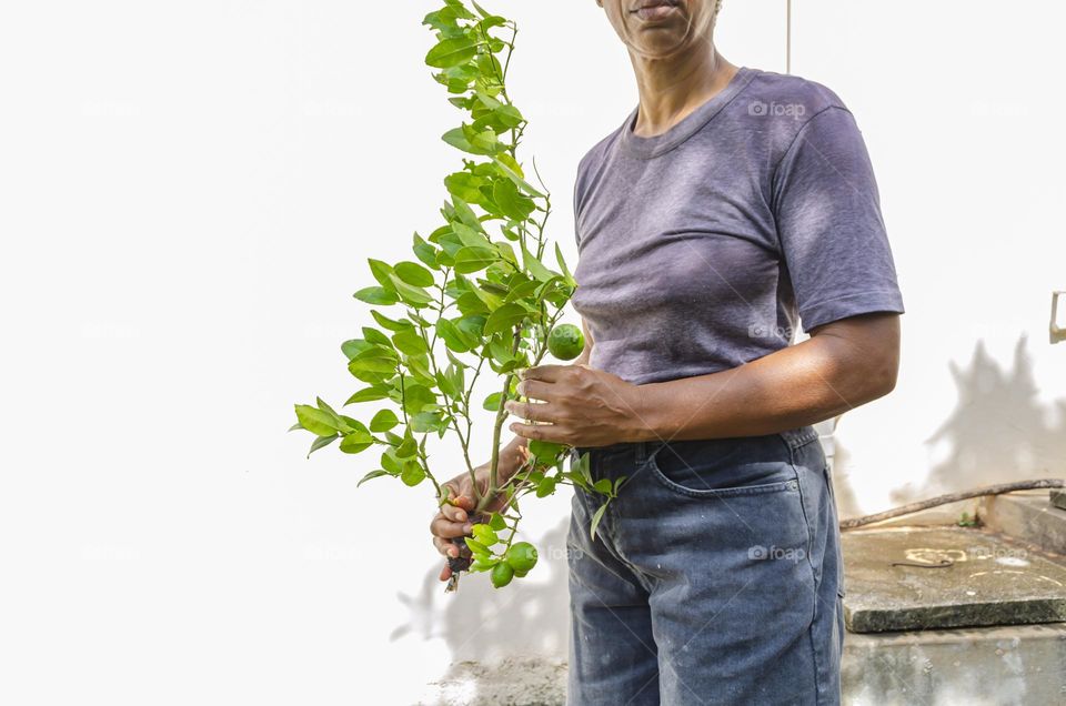 Woman Holding A Lime Plant