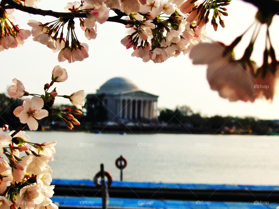 cherry blossom and Jefferson m. I took this photo in Washington D.C. during the cherry blossom time. Jefferson Memorial is at the background.