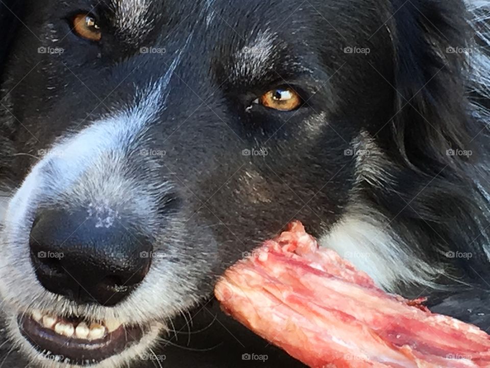Border collie sheepdog gnawing on raw beef bone closeup head shot