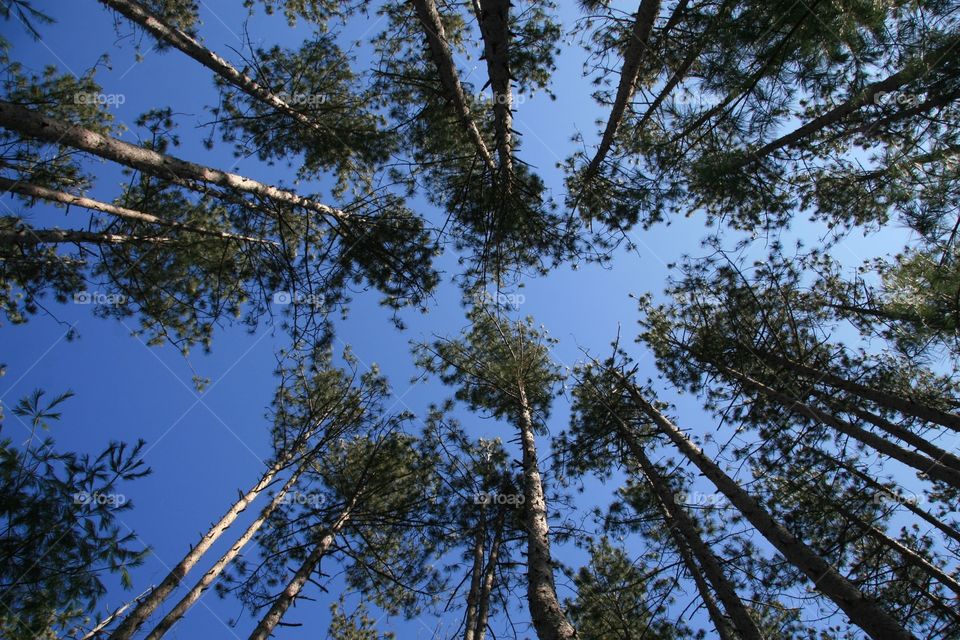 Forest, trees, sky, nature 