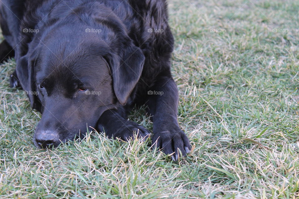 Black Labrador dog laying in the grass