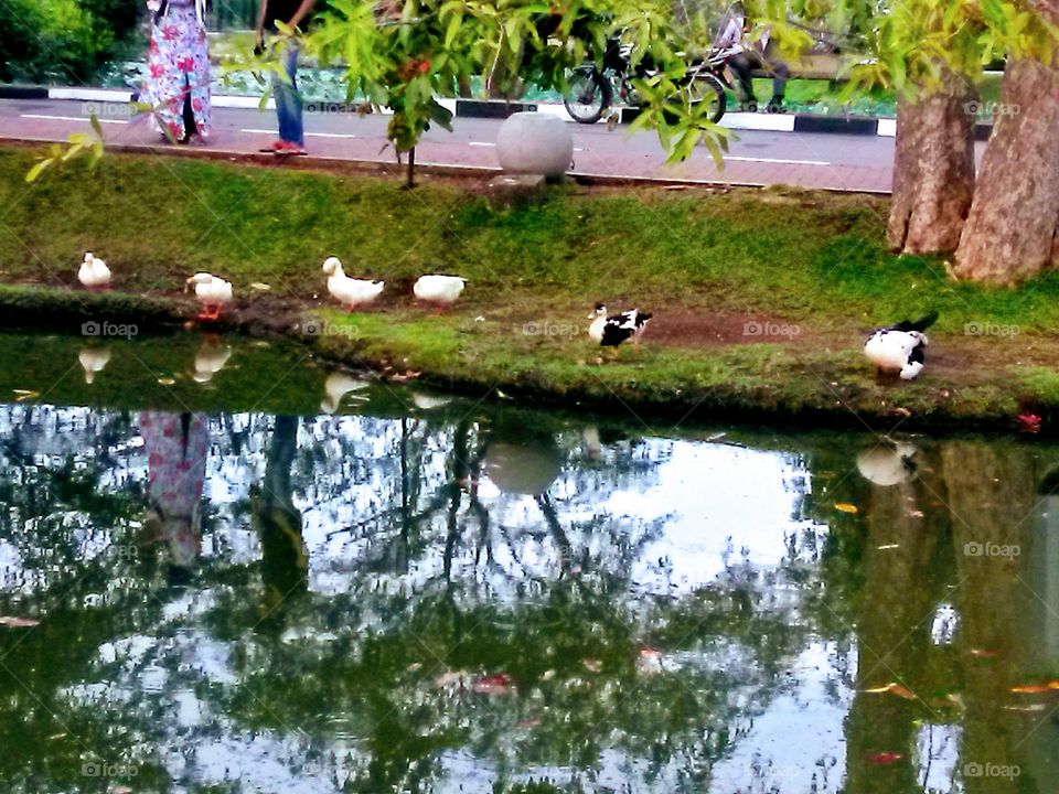 A lake side a duck Family