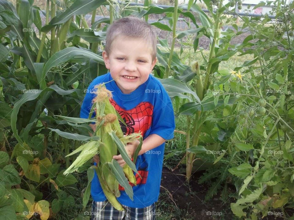 Helping With the Harvest