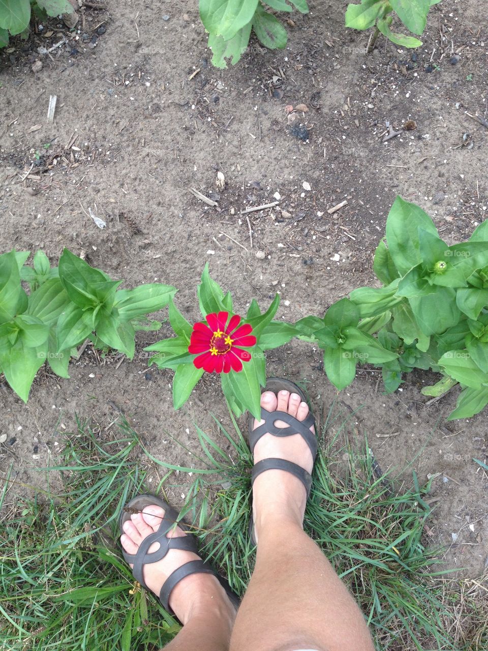 From where I stand, I see zinnias that need to be picked.  