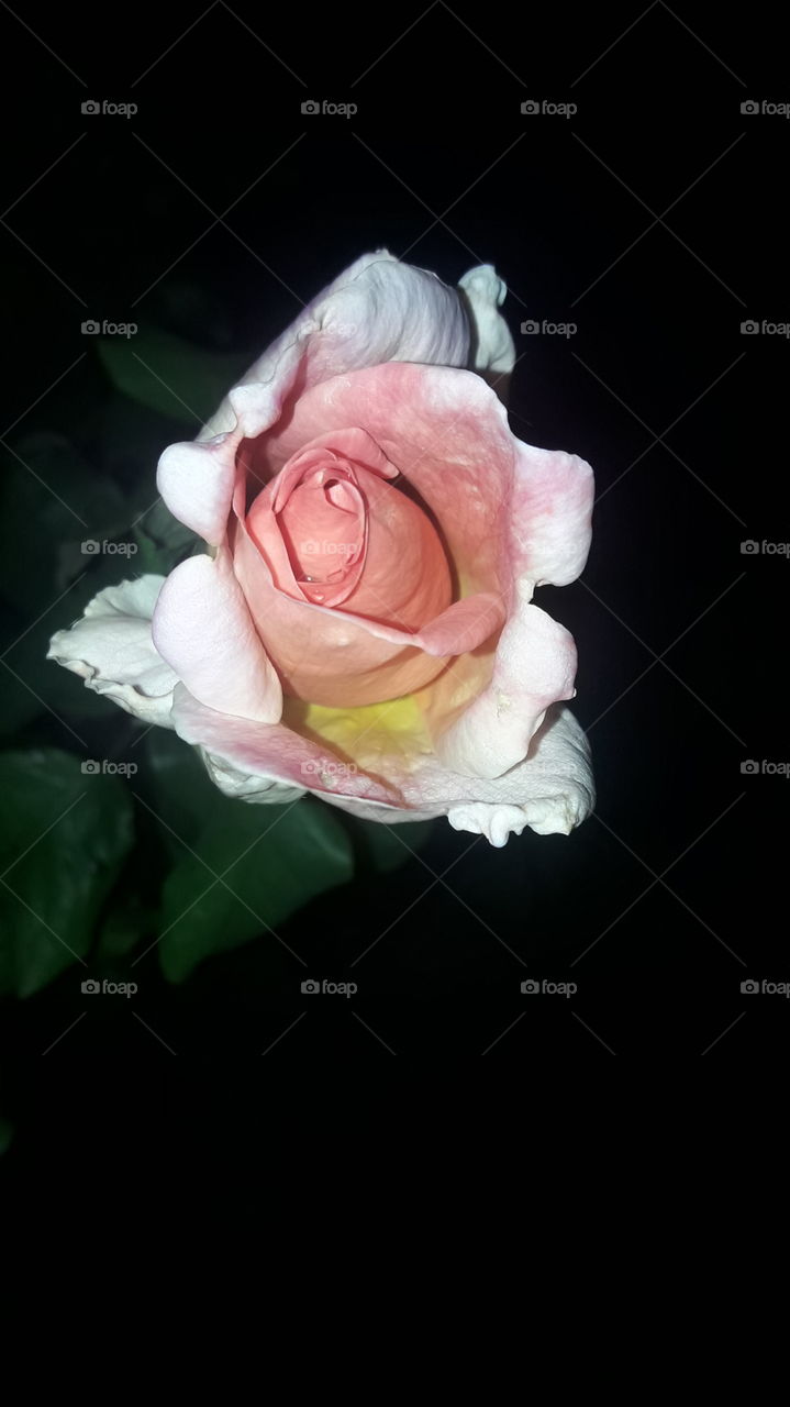 beautiful picture witha  one rose