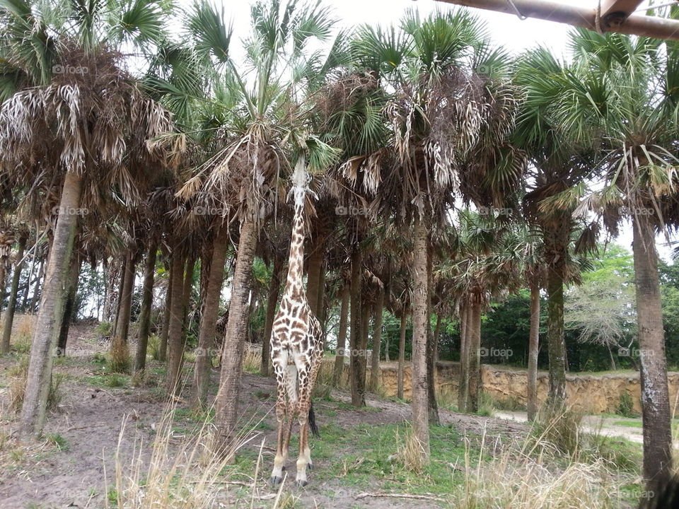 Giraffe eating a palm tree
