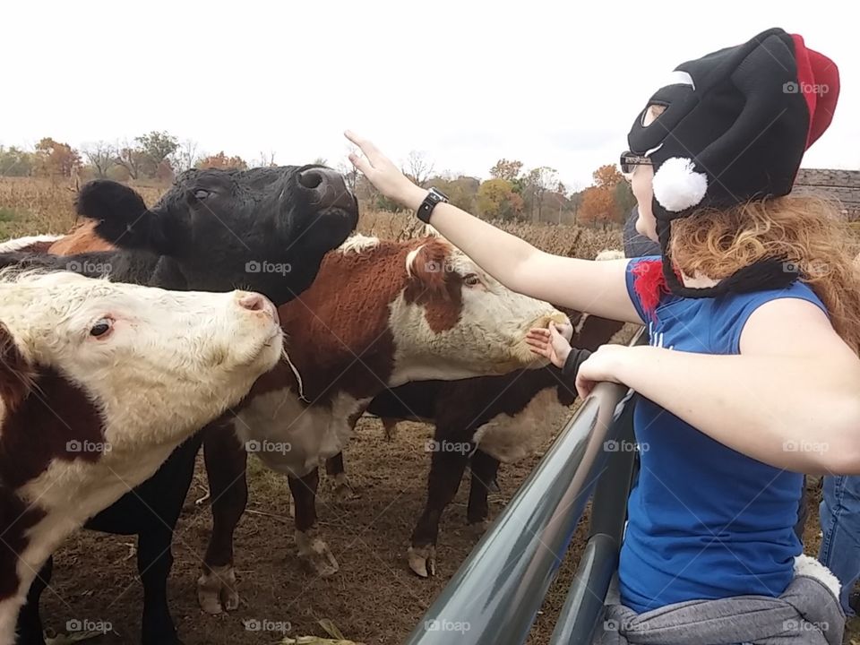 Cow greeting 