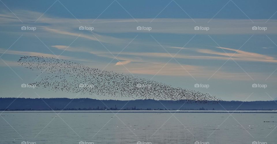 A murmuration of Dunlin