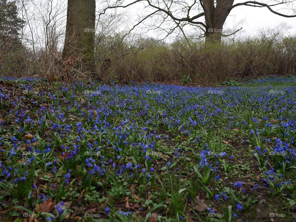 A meadow of blue flowers