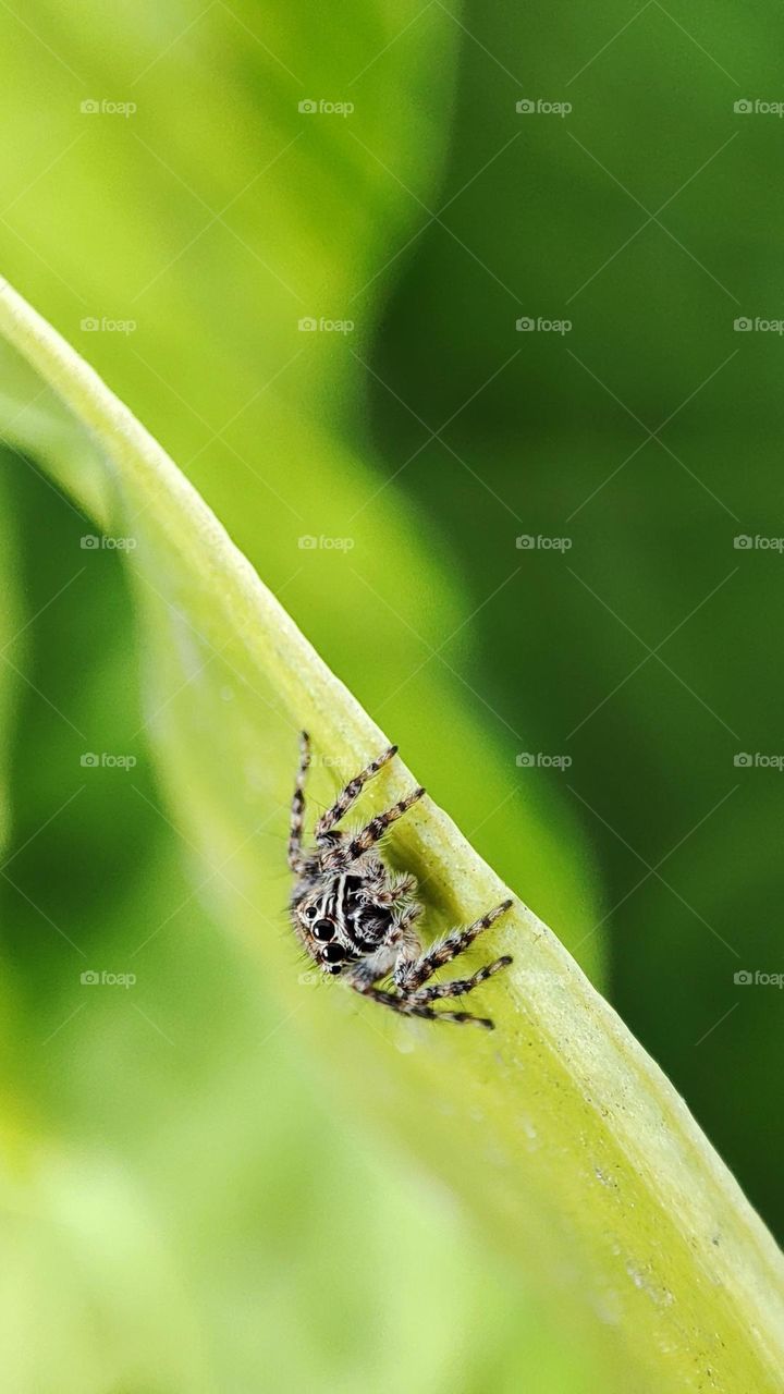 Spider,on a leaf.