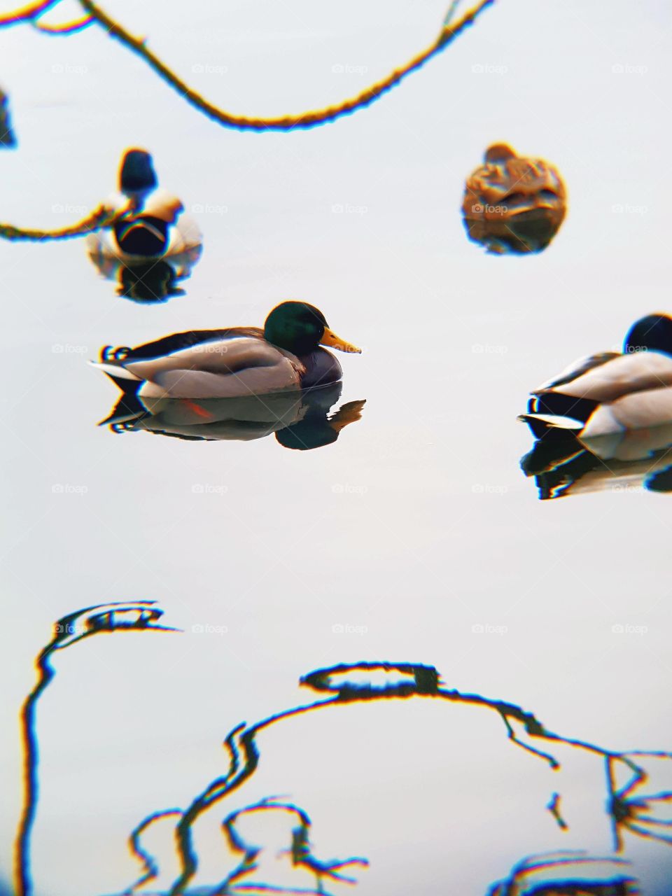 ducks