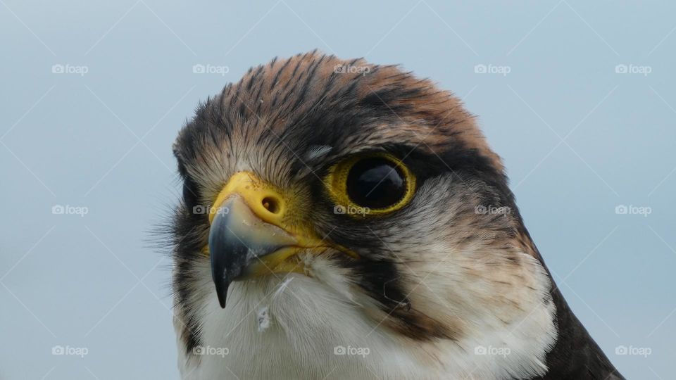 A close up of a bird of prey 