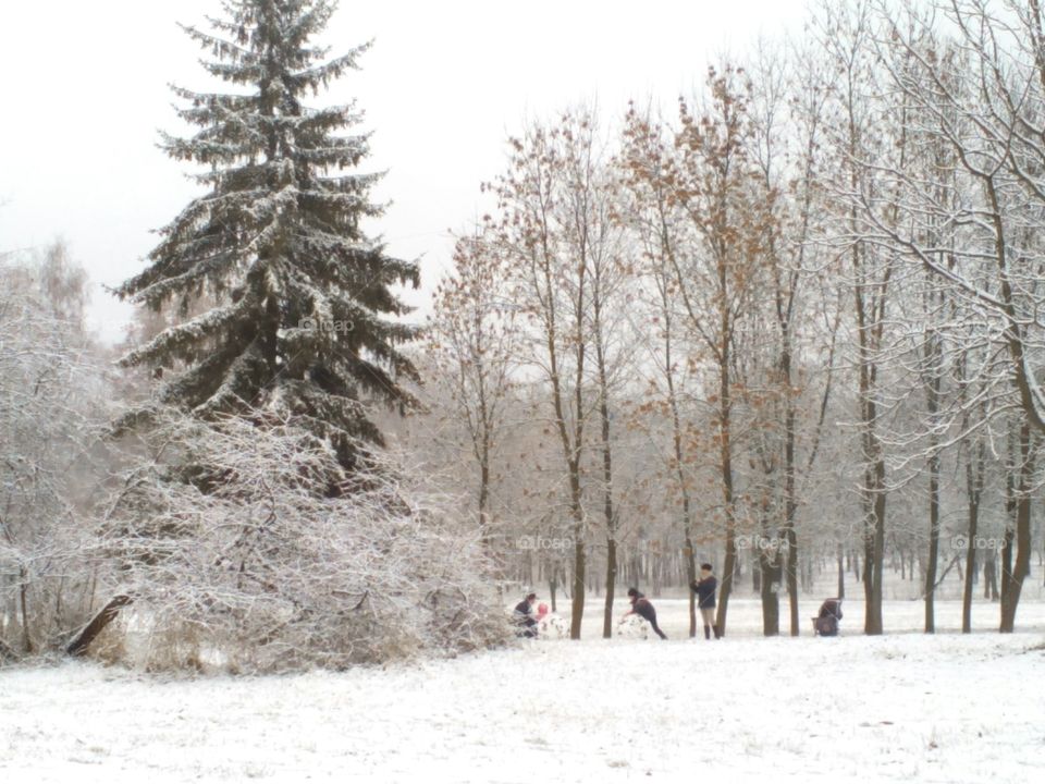 Winter, Snow, Frost, Tree, Wood