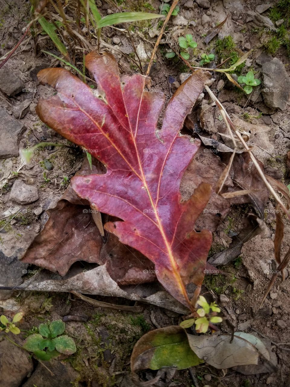 Red Oak Leaf on the Ground