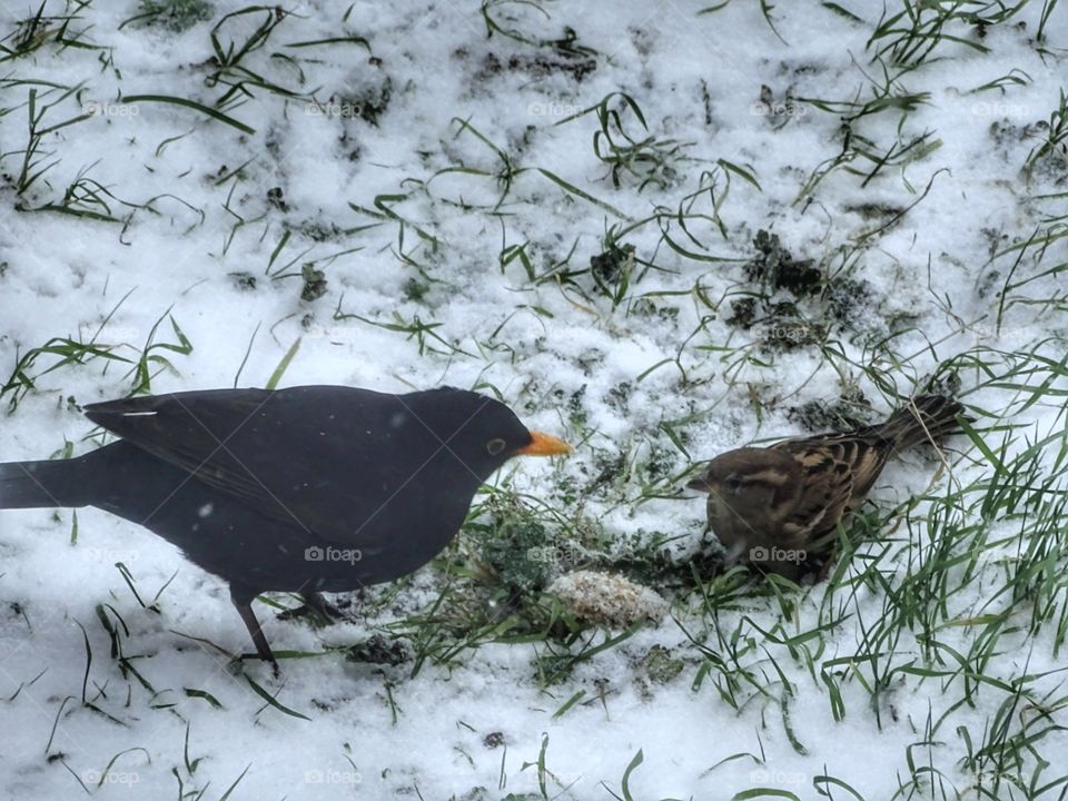 two birds fighting over food