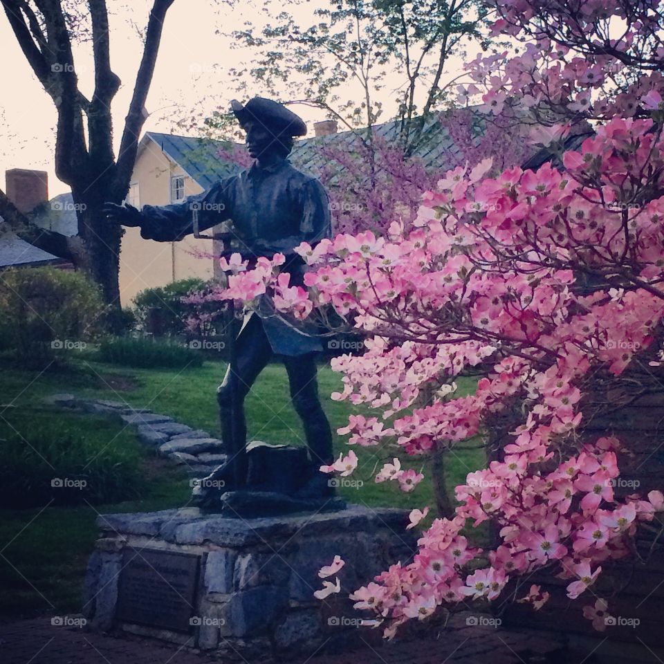 Apple Blossom. Springtime in Winchester, VA