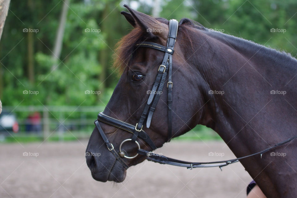 animal mammals horse tier by jessyblue