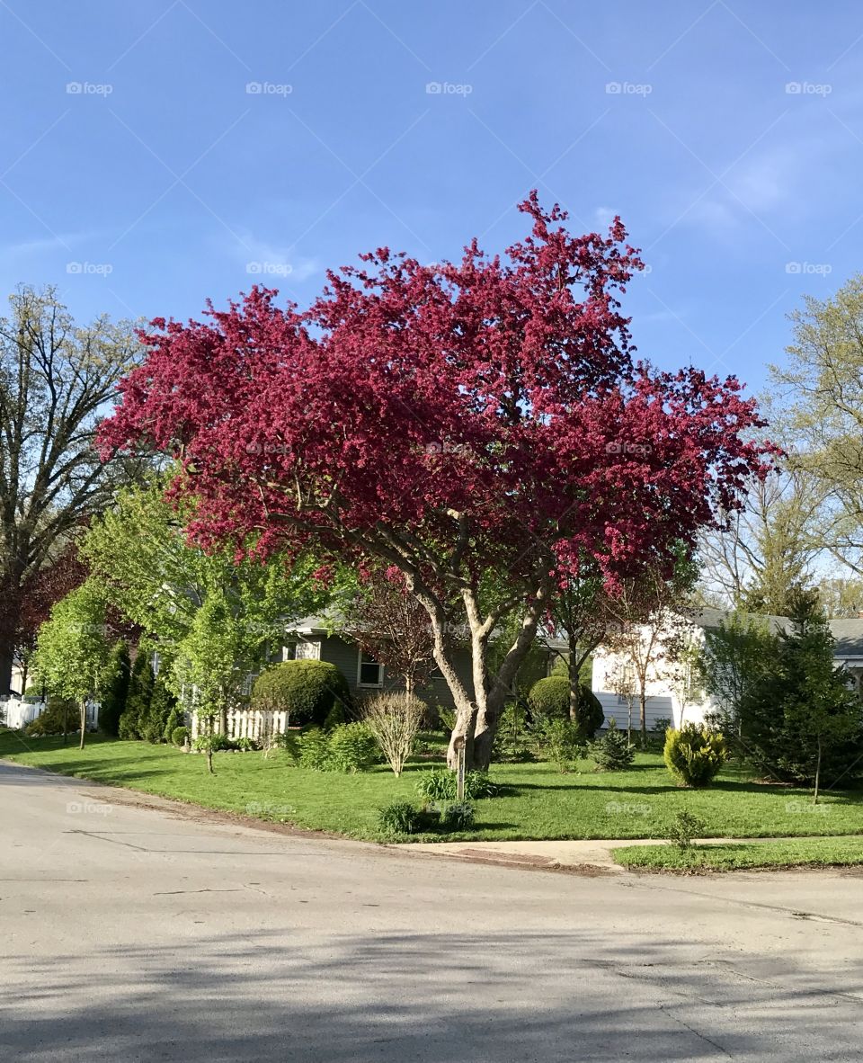 Vibrant colorful purple tree blooming in Ohio on a sunny day   