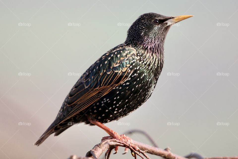 Starling