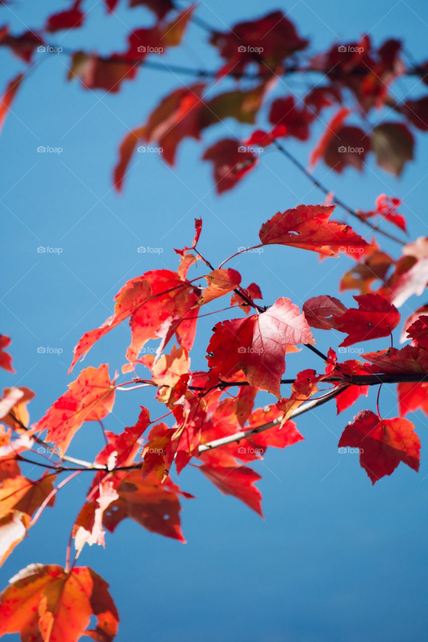 Bright Fall foliage 