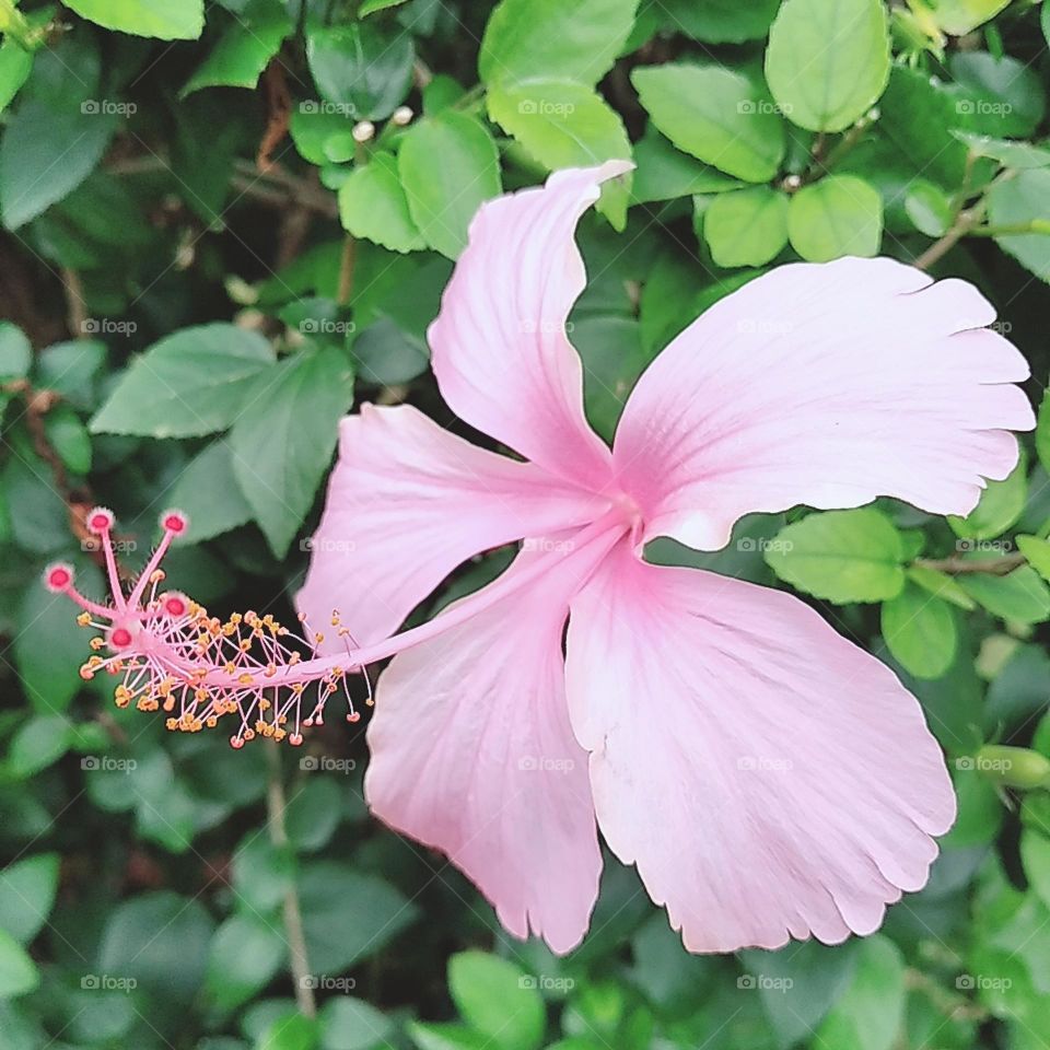 Light pink hibiscus flower