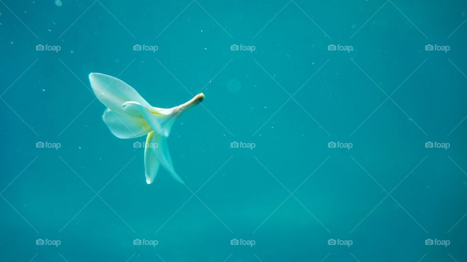 Plumeria underwater relaxing