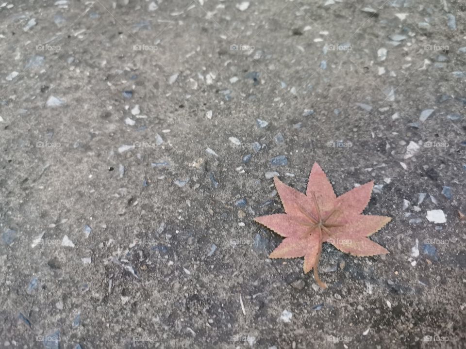 It's not cold yet, it's not hot. The weather is nice. The leaves are colorful and begin to wilt over time.