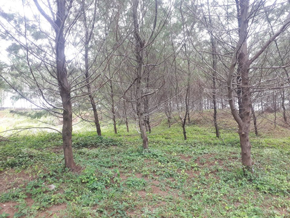 bright green beech and maple forest in spring with lush herbaceous vegetation covering the ground and leaves starting to sprout on sunny day