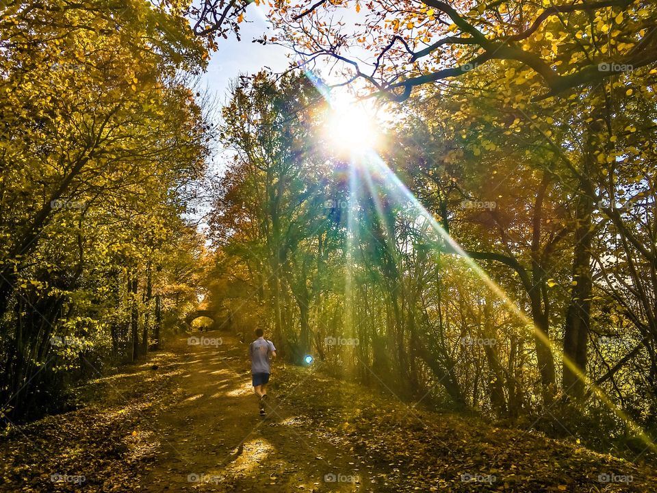 Wood, Fall, Tree, Nature, Leaf