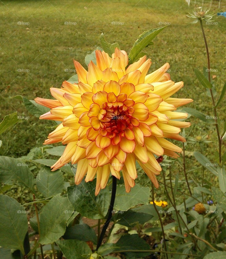 dahlia