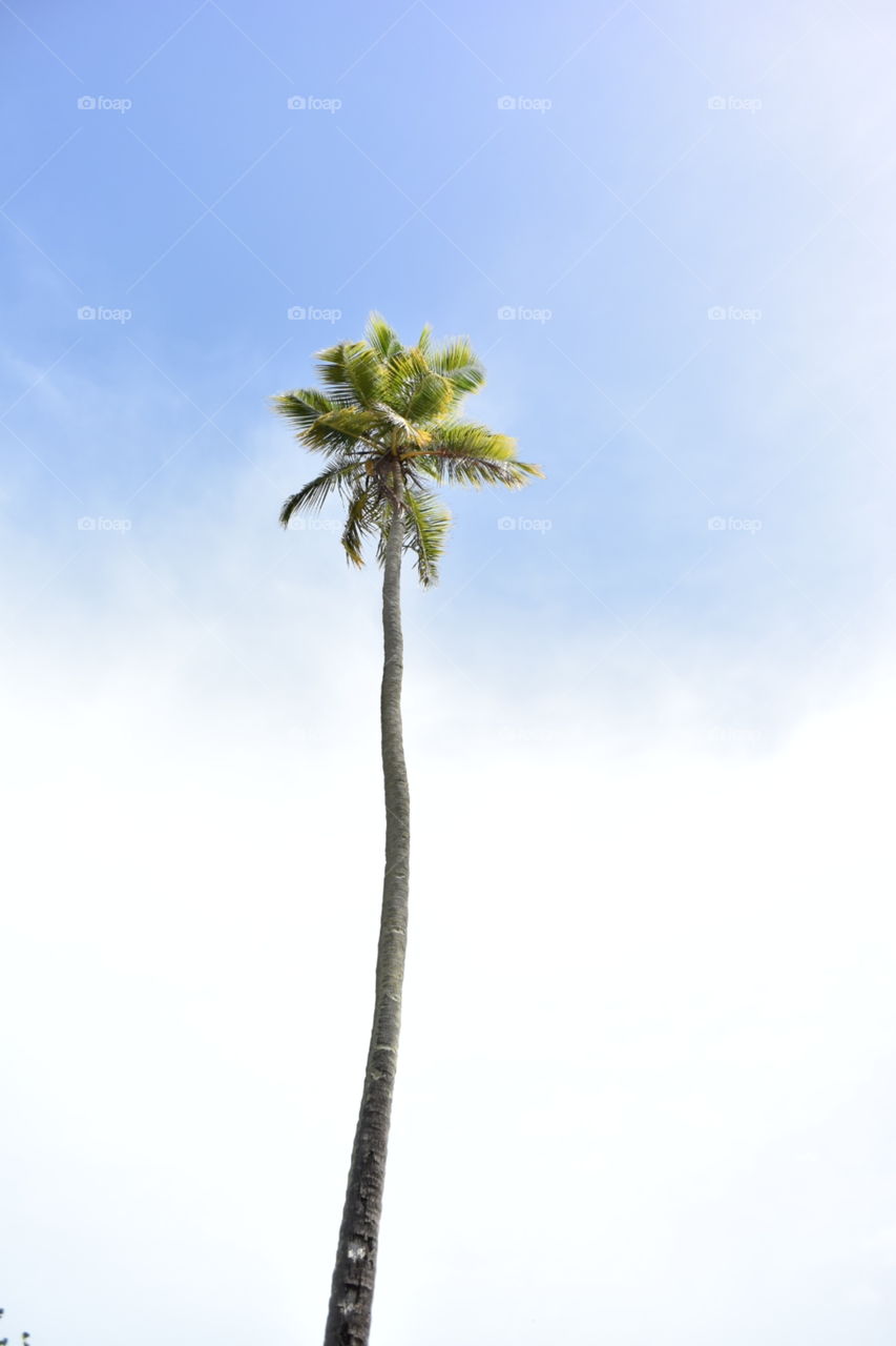 Palm Tree