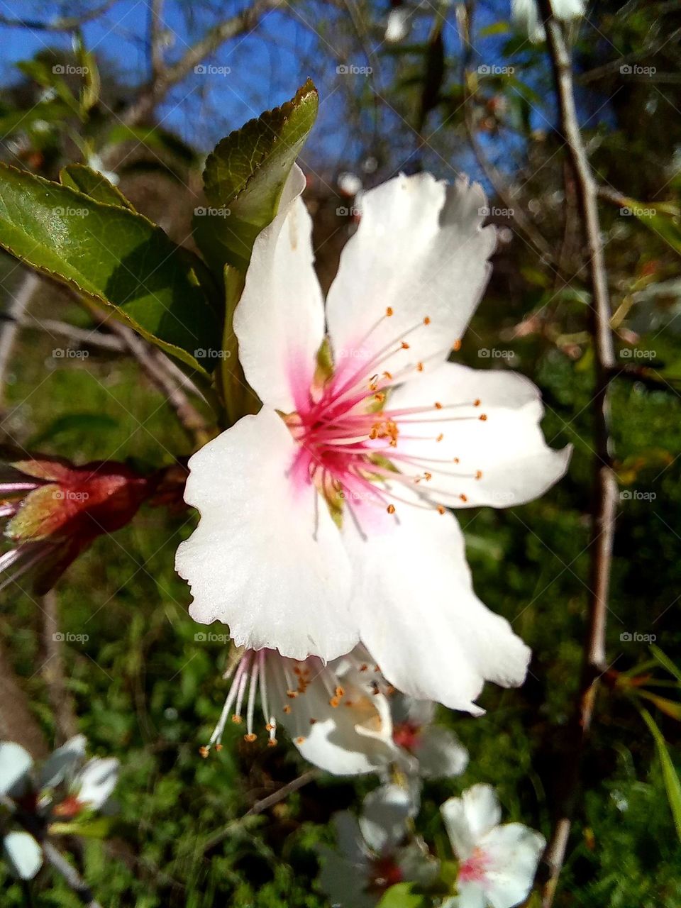 Prunus cerasifera