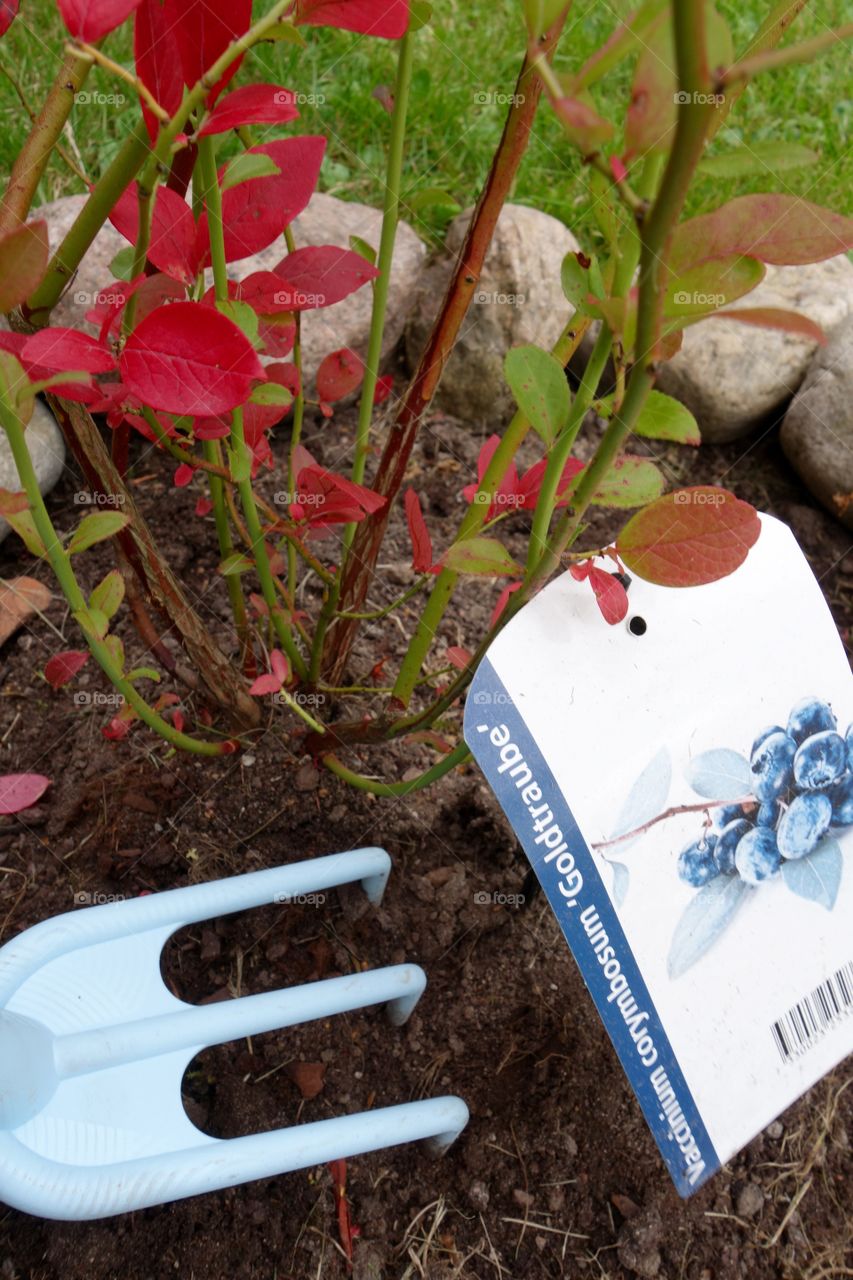 I love blueberries and I have finally planted three bushes in my garden.
I am looking forwards to the harvest😀

