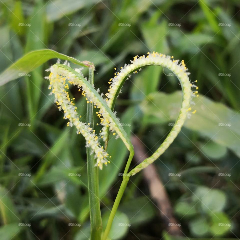 Grass flower in the morning can make our heart falling in love.