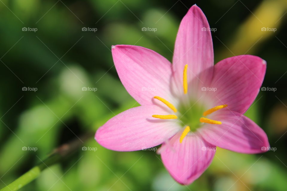 pink little flower