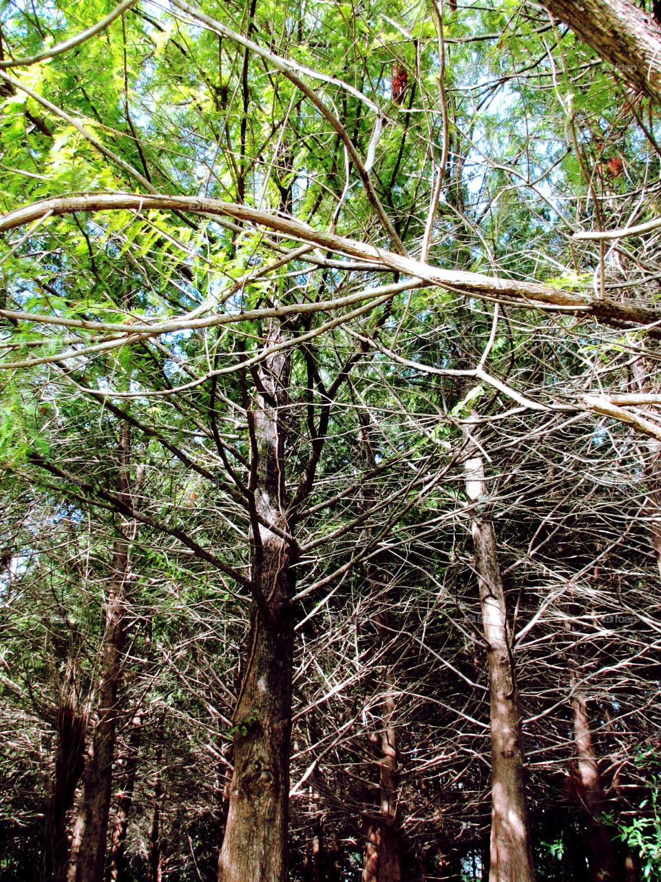 Cypress trees. Cypress trees and wetlands