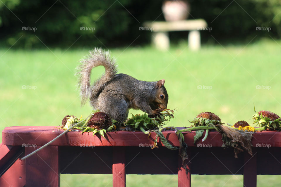 A beautiful and cute squirrel in the Summer eating sunflowers and sitting on my porch. 