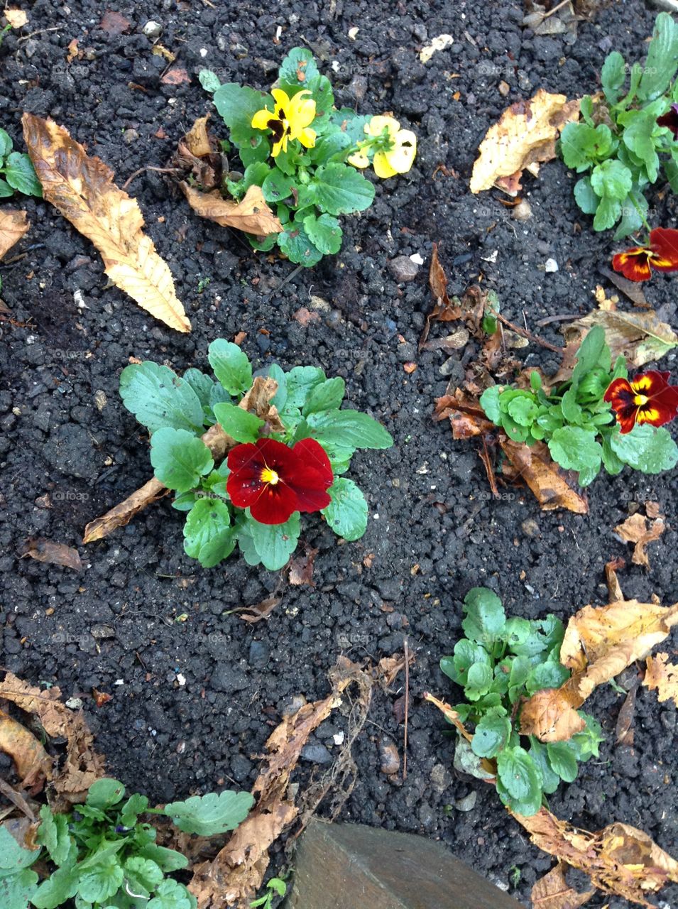 Red flower surround by green leaves