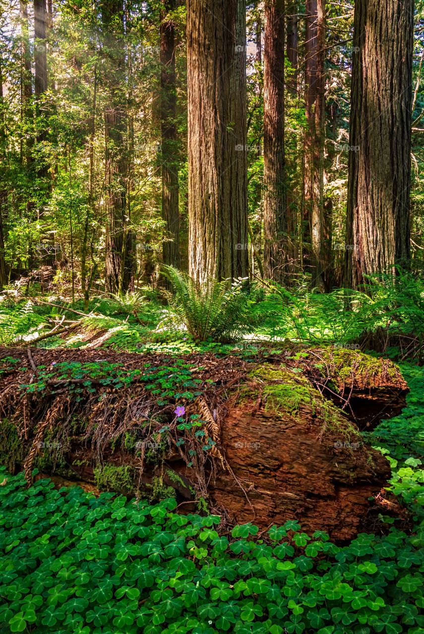Fallen Redwood in Sorrel