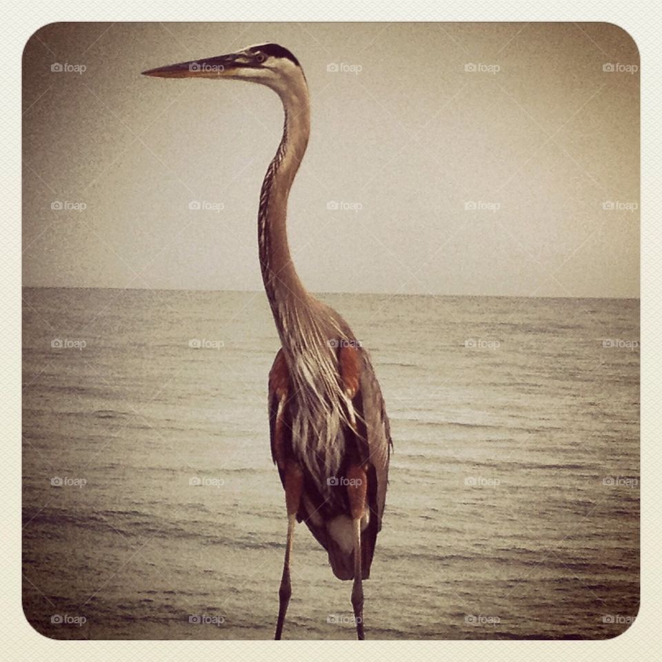 Gulf shore bird 1