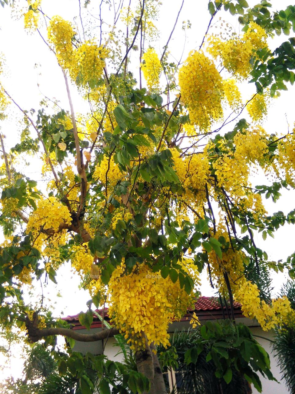 The golden shower. The golden shower tree in  front of my home