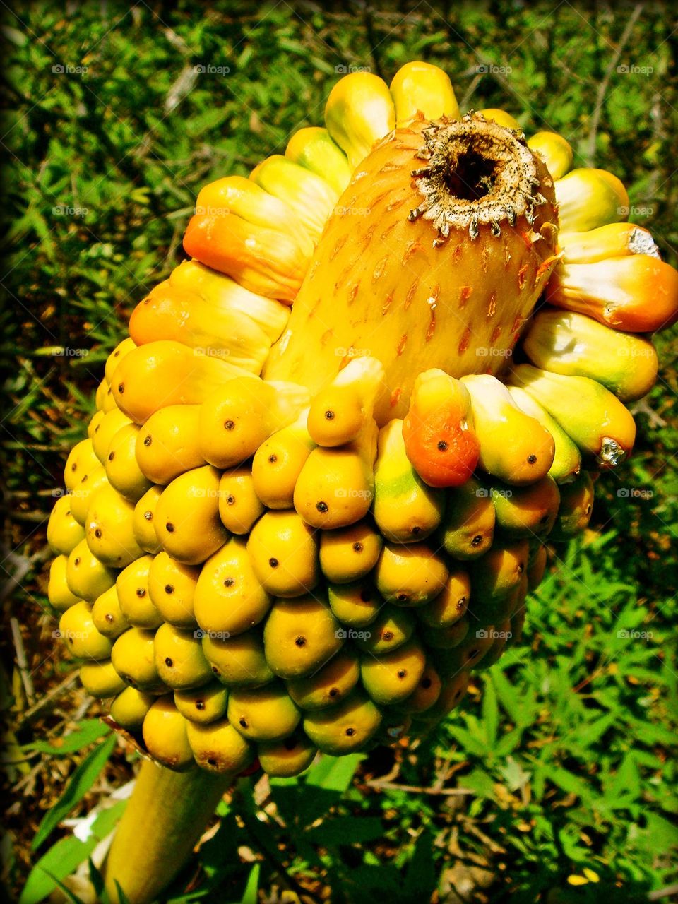 Flower blossoming close up background summer feeling traveling with limited internet amazing nature therapy botanical gardens