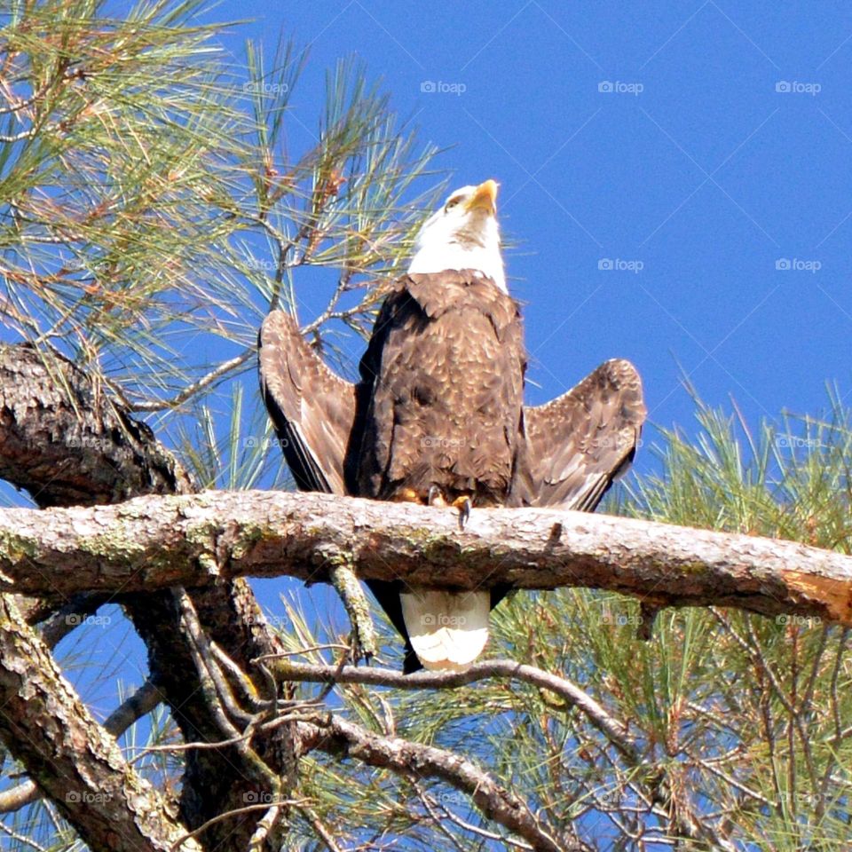 wildlife bird of prey, bald eagle perched on a tree branch.