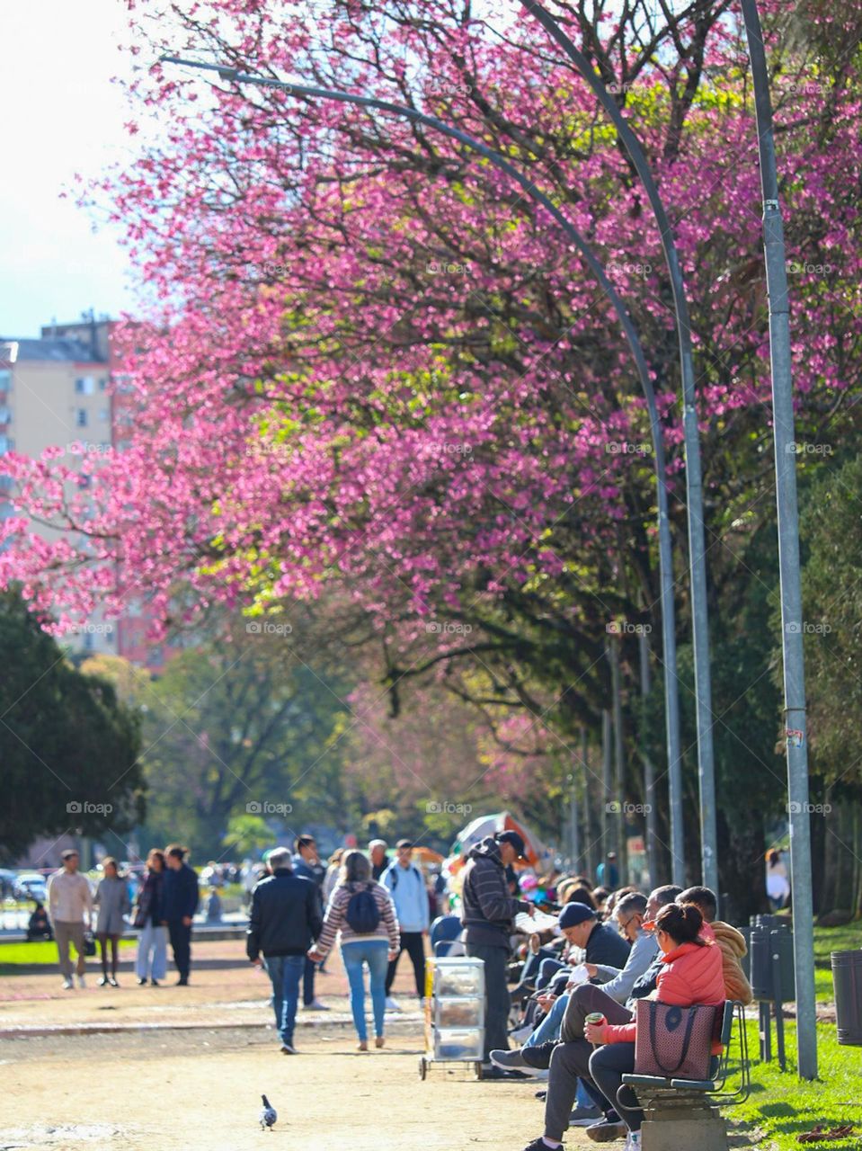 A vibrant day in a city park filled with pink flowering trees. People stroll leisurely and sit on benches, enjoyng the weather and the beauty of nature