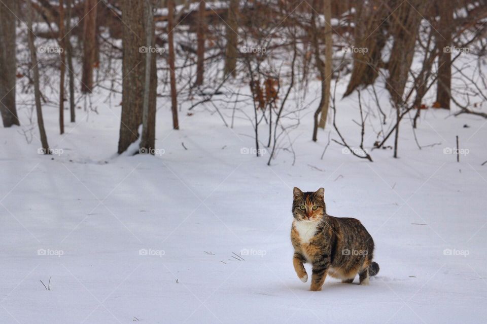  Cat in snow 